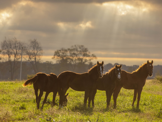 Four horses in field